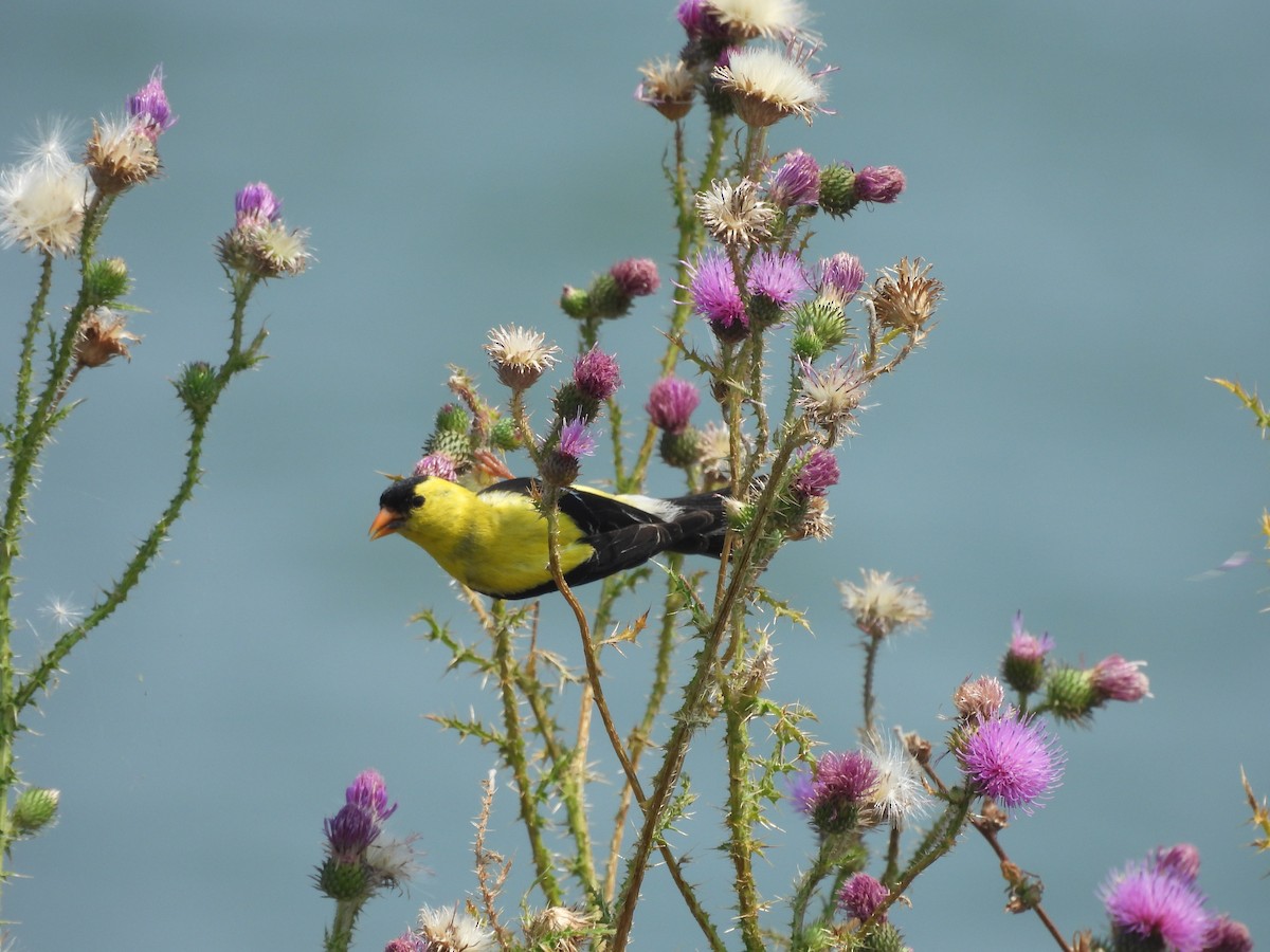 American Goldfinch - ML639943058