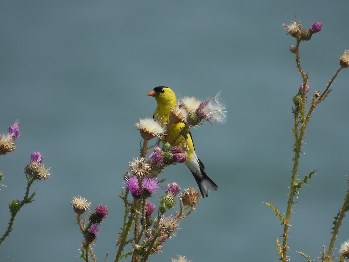 American Goldfinch - ML639943059