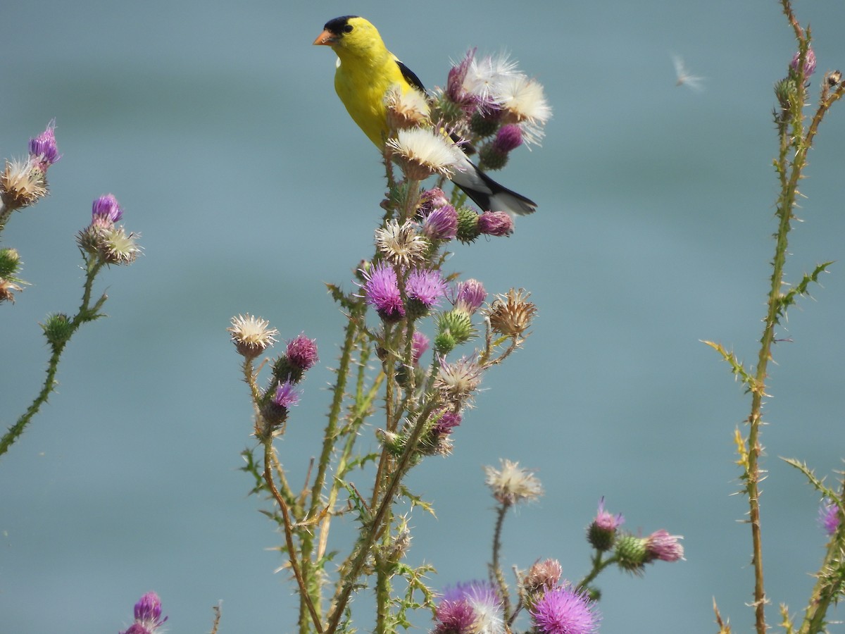 American Goldfinch - ML639943060