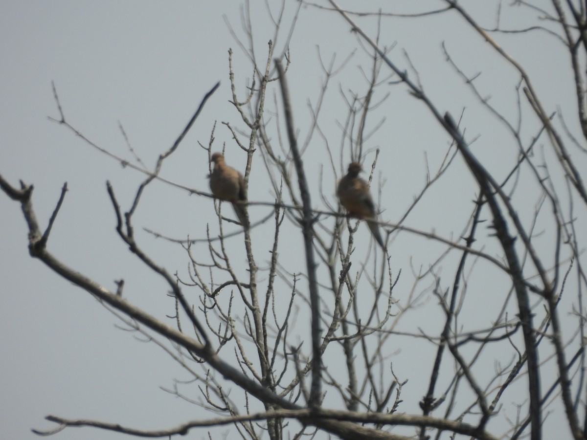 Mourning Dove - ML639943084