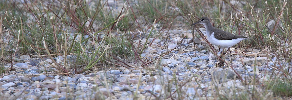 Spotted Sandpiper - ML639943258