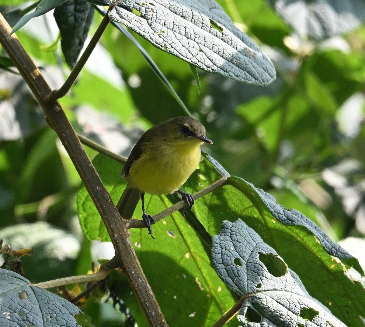 Mountain Yellow-Warbler - ML639943259