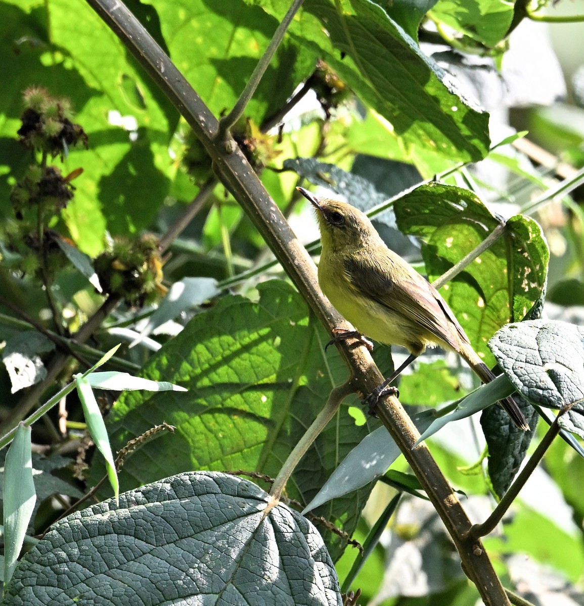 Mountain Yellow-Warbler - ML639943260