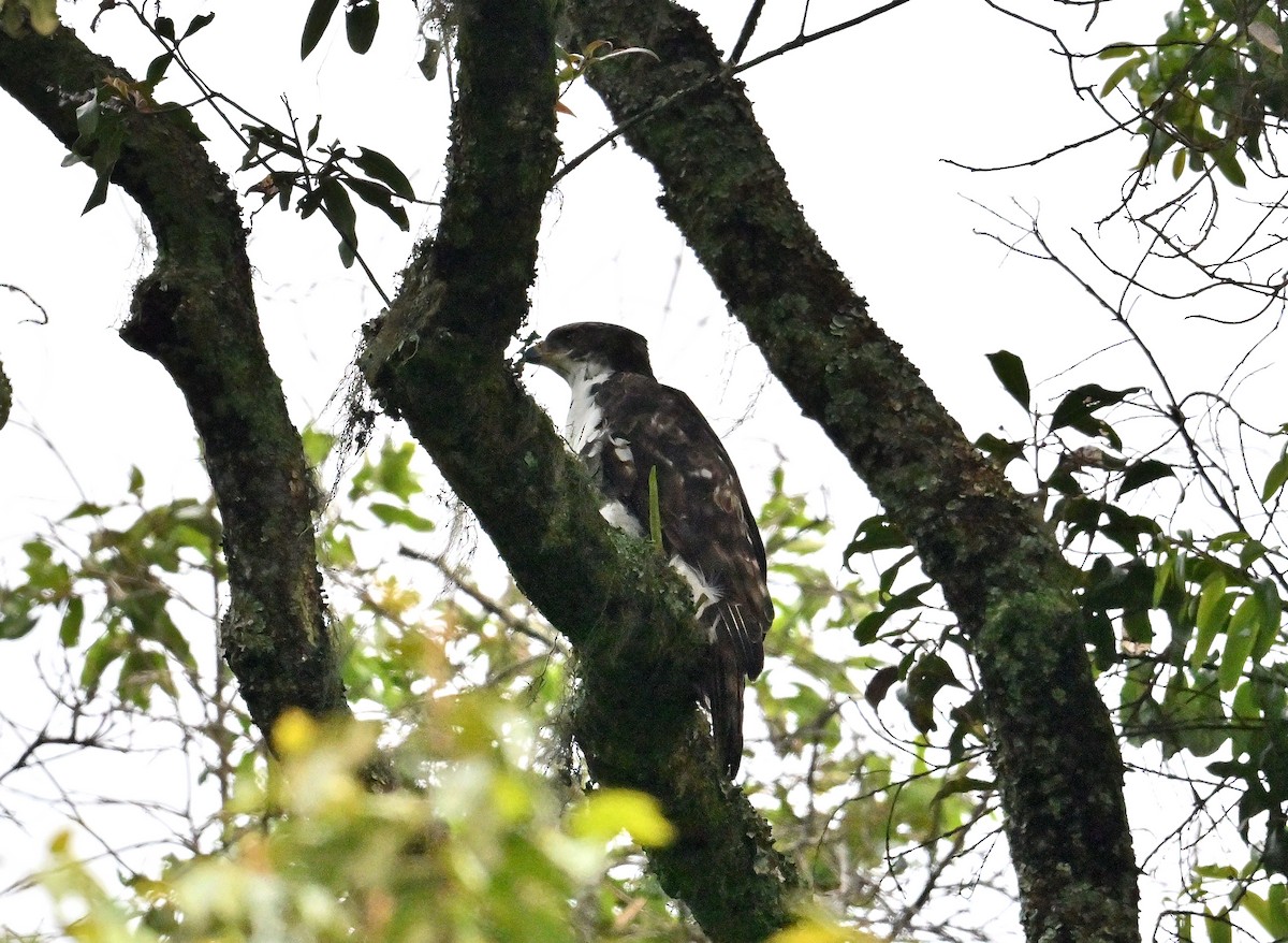African Goshawk - ML639943286