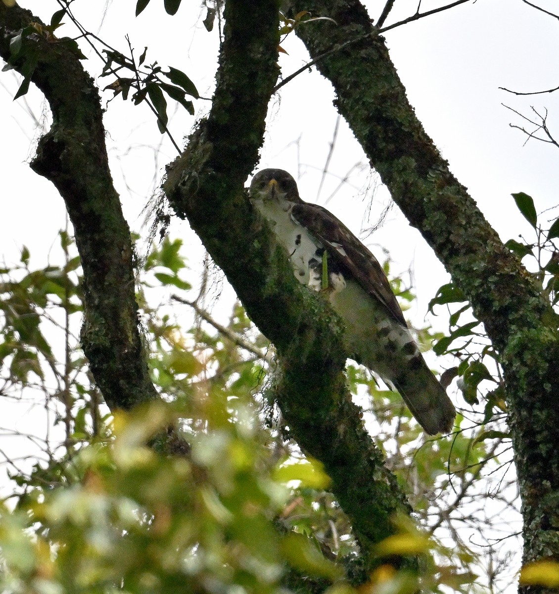 African Goshawk - ML639943287
