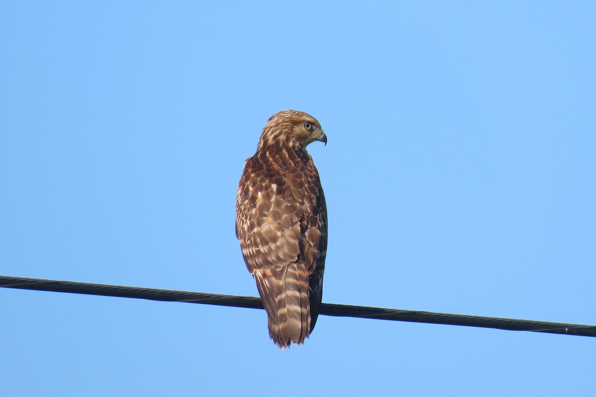 Red-shouldered Hawk - ML639943305