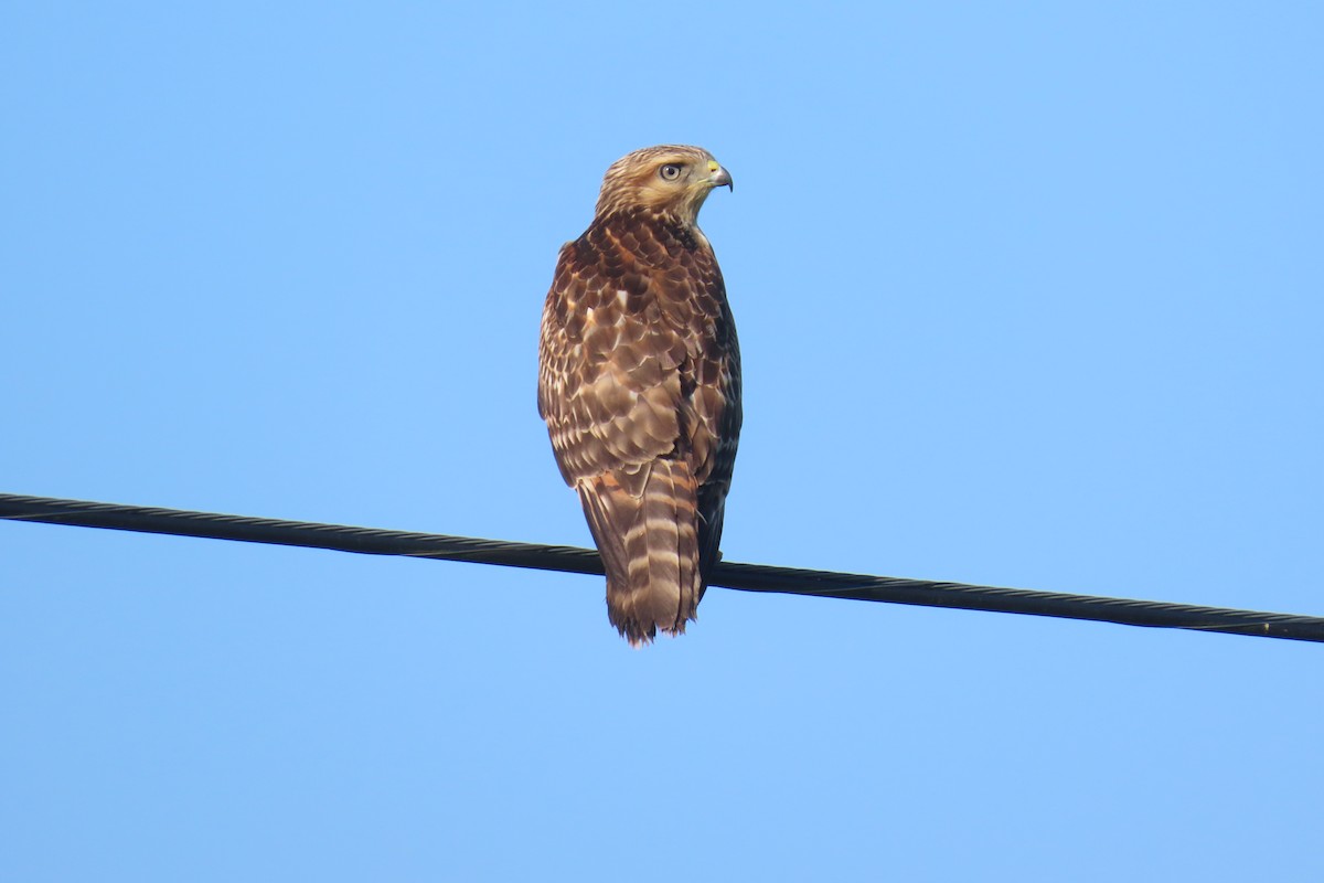 Red-shouldered Hawk - ML639943306