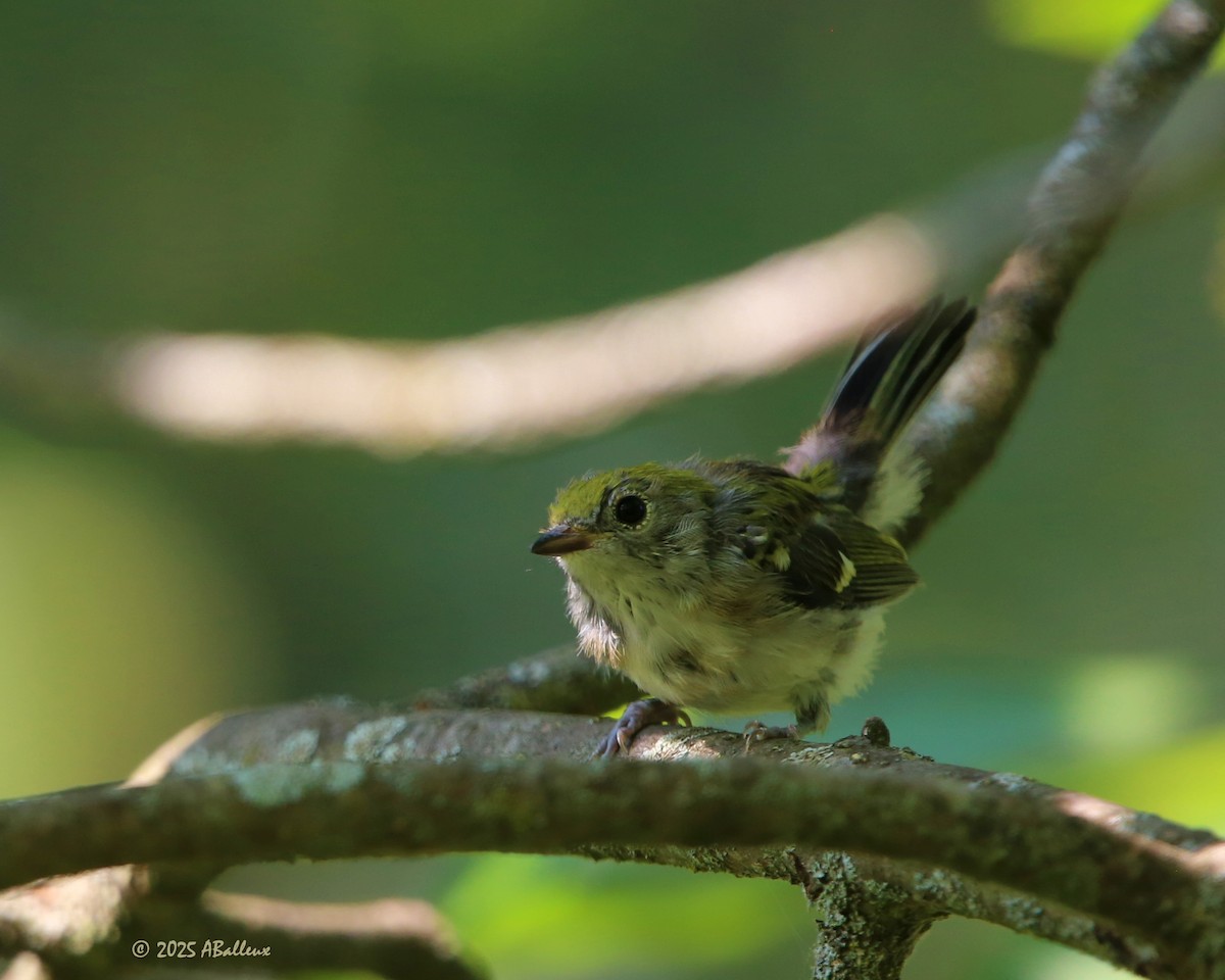 Chestnut-sided Warbler - ML639943310