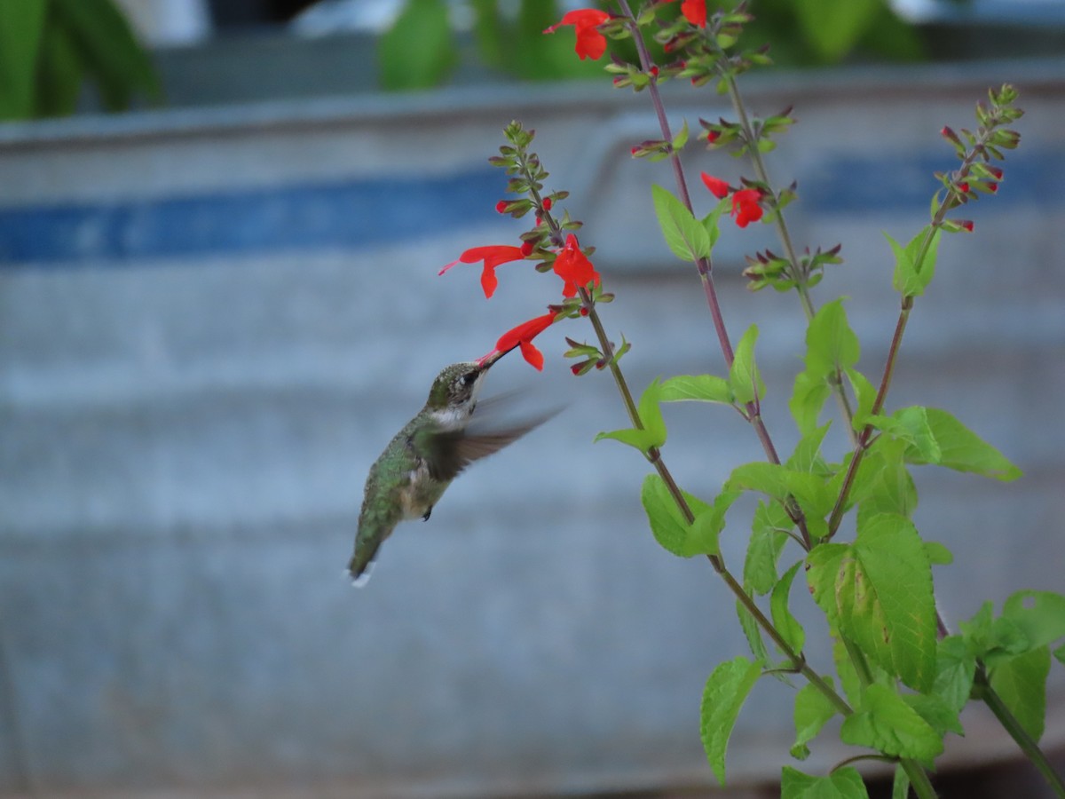 Ruby-throated Hummingbird - ML639943442