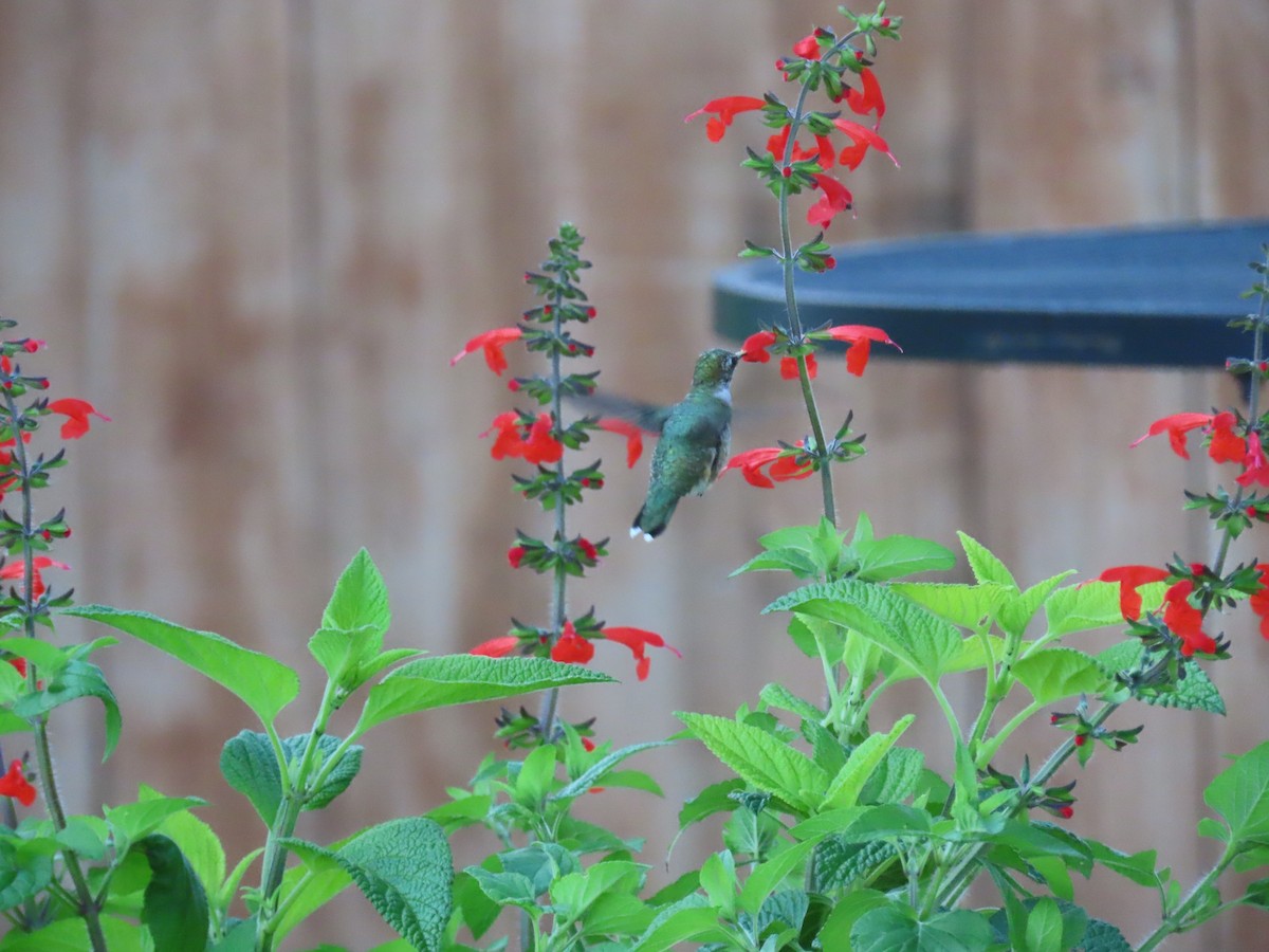 Ruby-throated Hummingbird - ML639943443