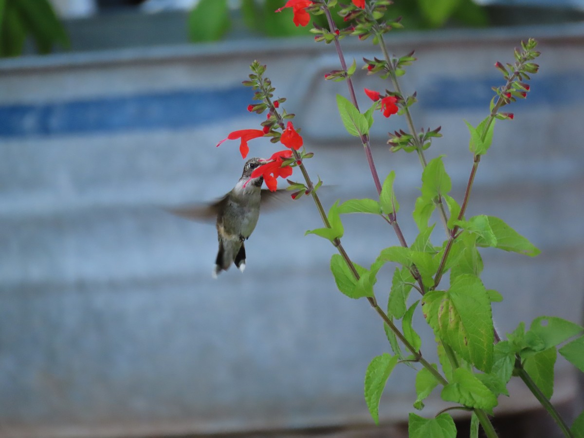 Ruby-throated Hummingbird - ML639943444