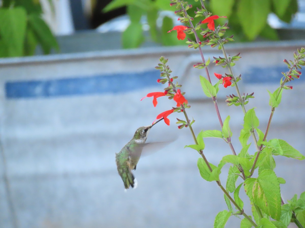 Ruby-throated Hummingbird - ML639943445