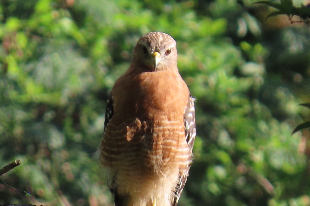 Red-shouldered Hawk - ML639943456