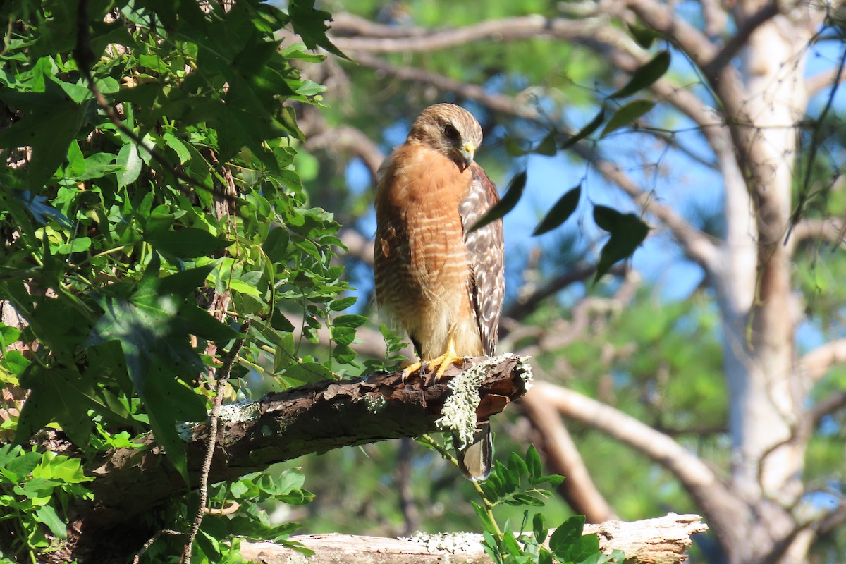 Red-shouldered Hawk - ML639943457