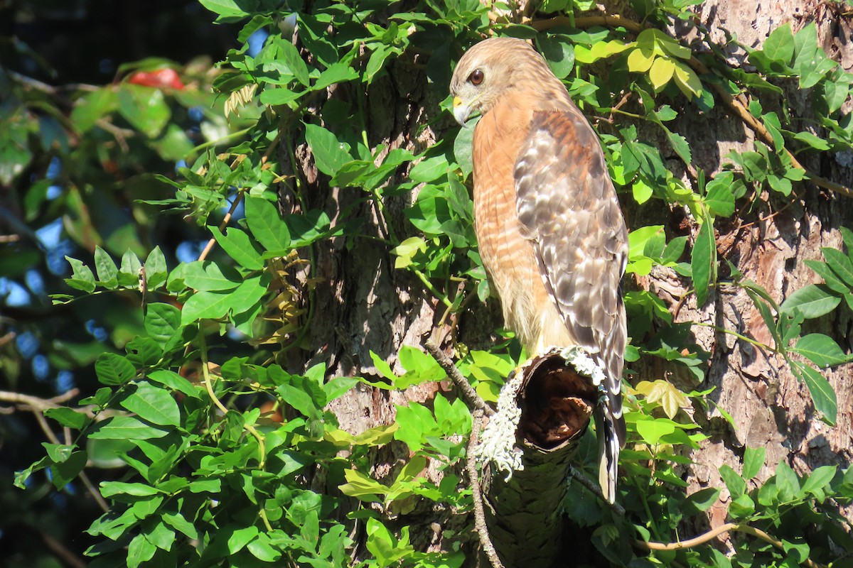 Red-shouldered Hawk - ML639943458