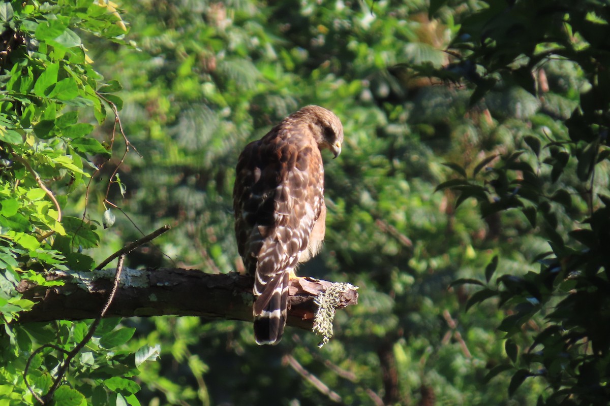 Red-shouldered Hawk - ML639943459