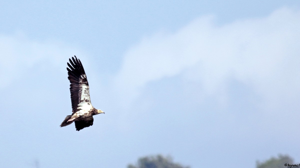 Egyptian Vulture - ML639943519