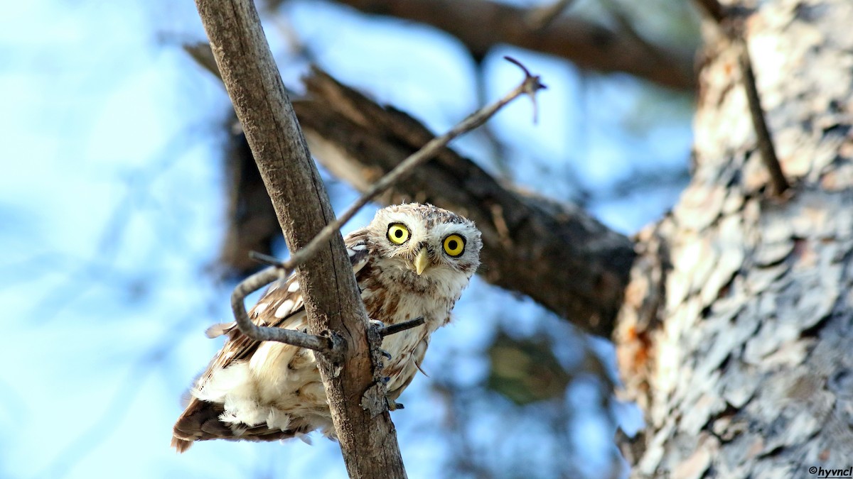 Little Owl - ML639943530