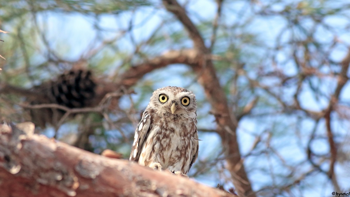 Little Owl - ML639943531