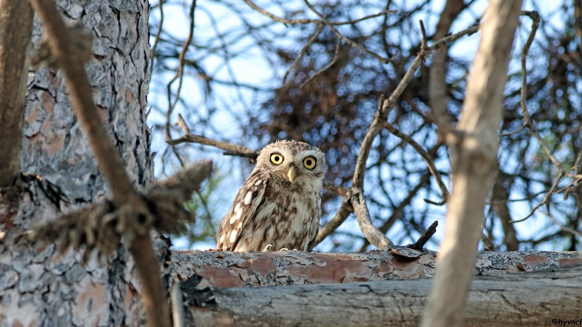 Little Owl - ML639943532