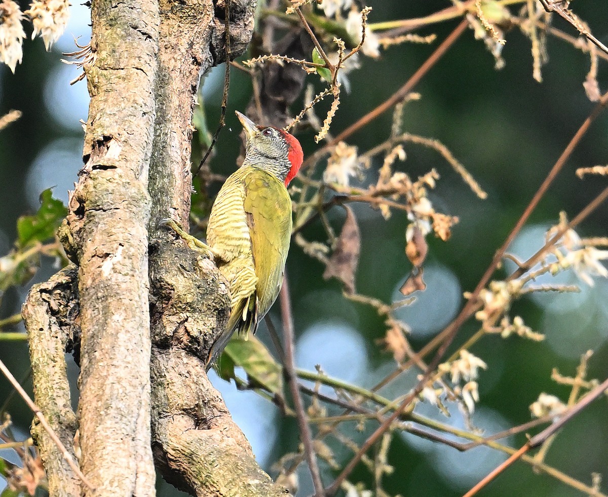 Fine-banded Woodpecker - ML639943556