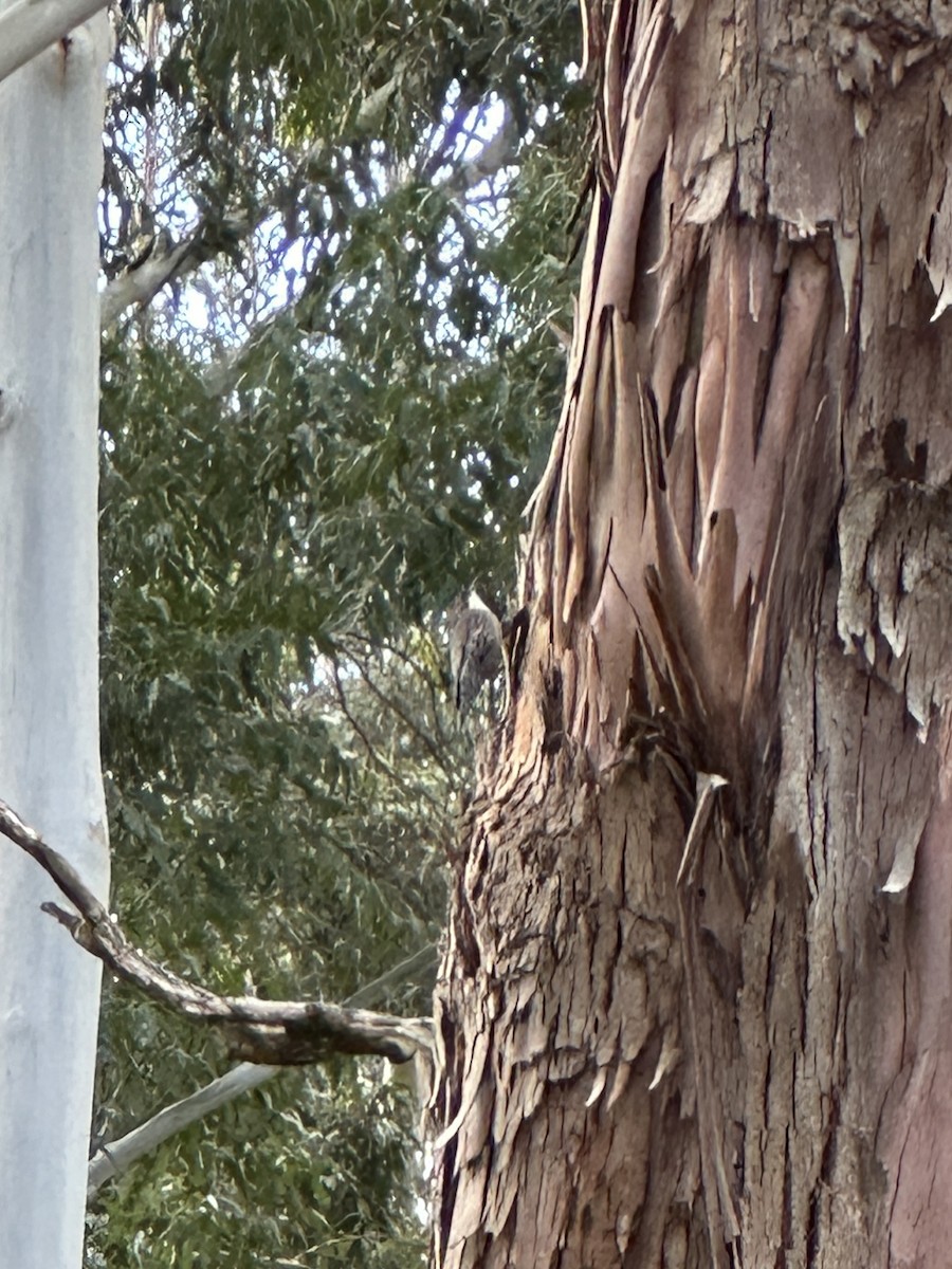 White-throated Treecreeper - ML639943737