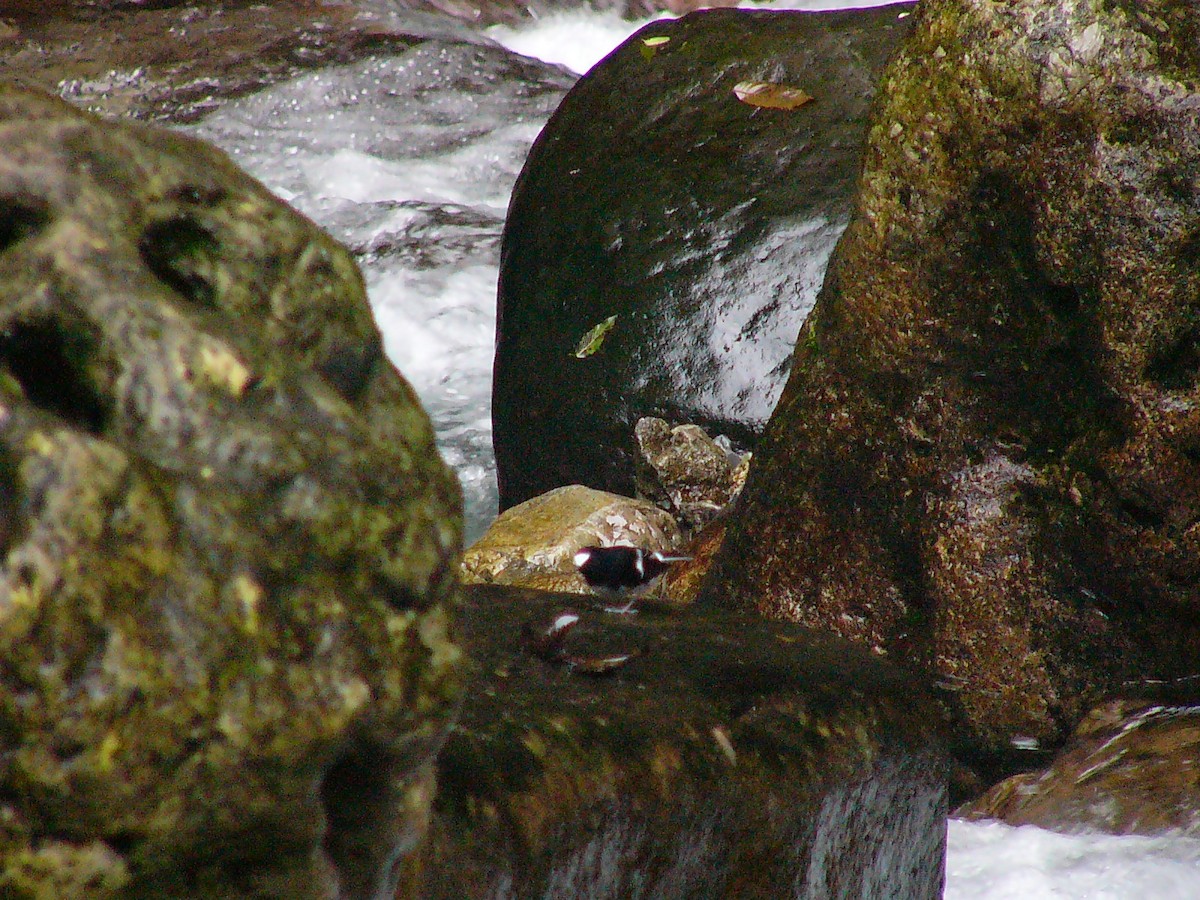 White-crowned Forktail - ML639943748