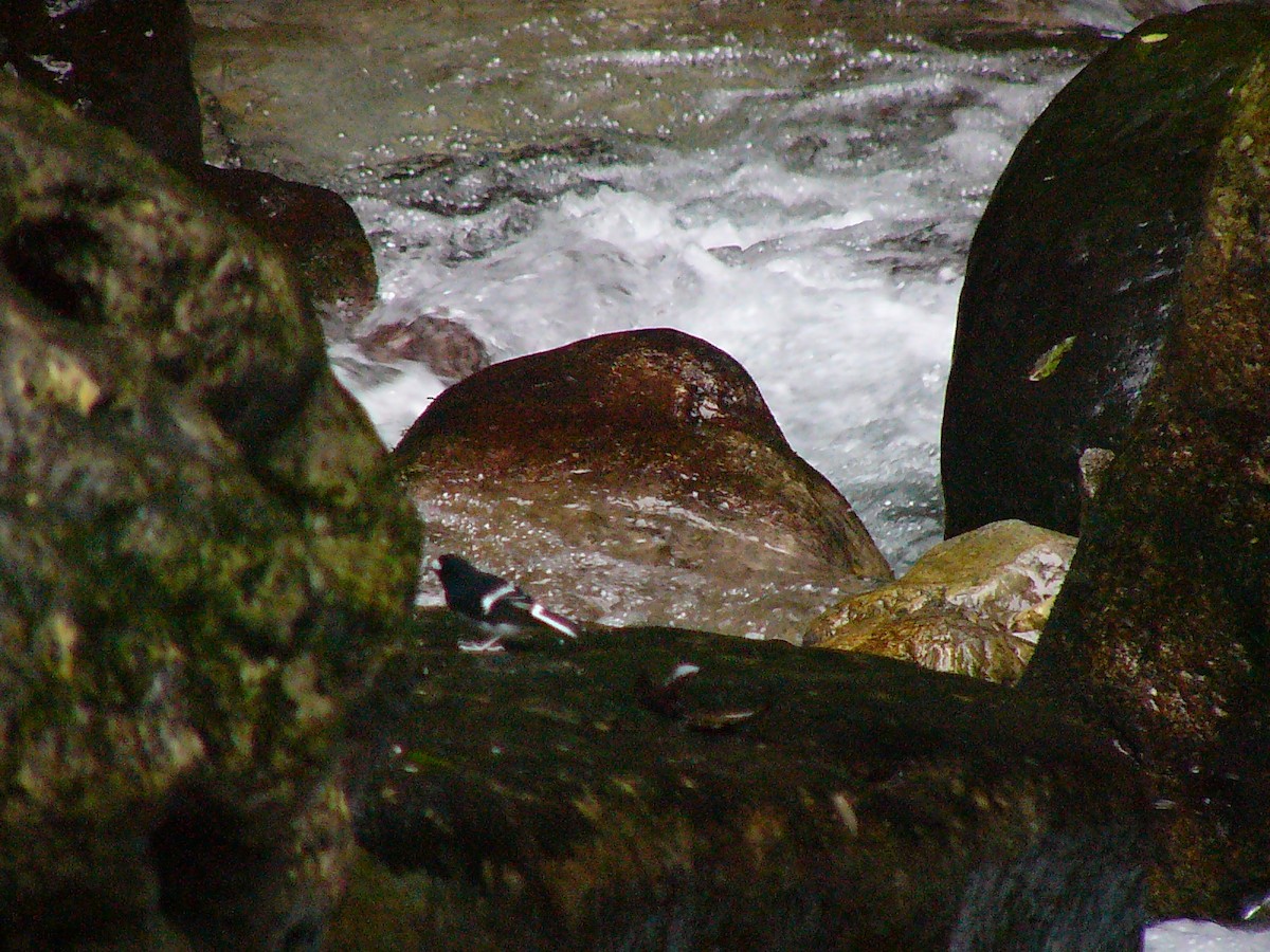 White-crowned Forktail - ML639943749