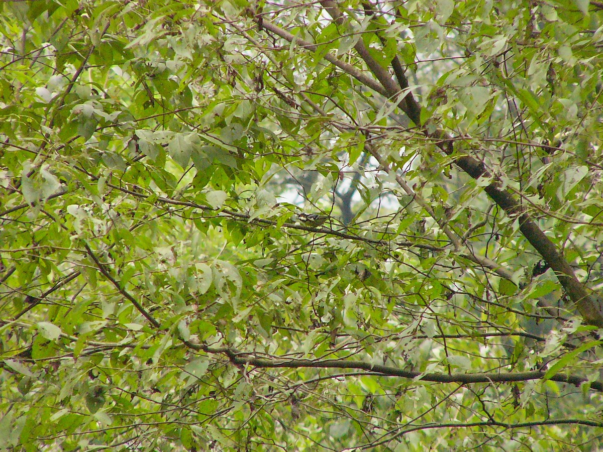 Yellow-bellied Tit - ML639943752