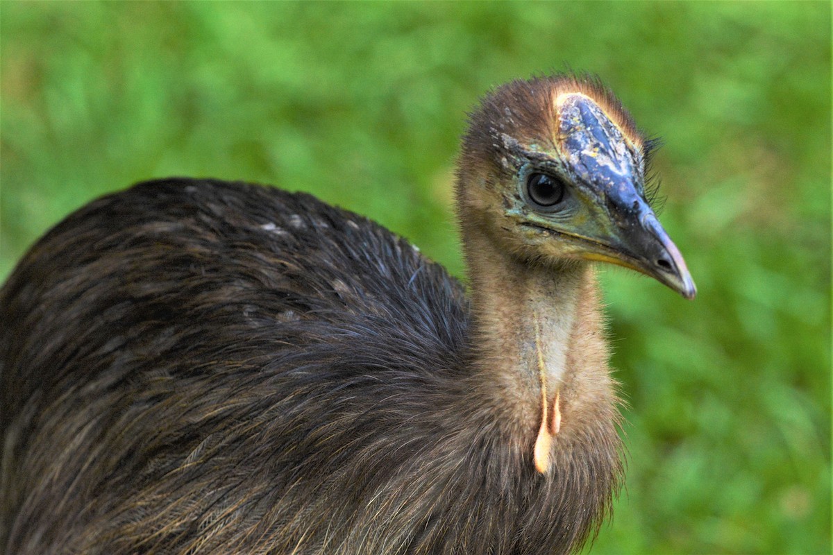 Southern Cassowary - ML63994381