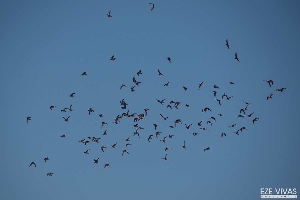 písečník nejmenší - ML639943871