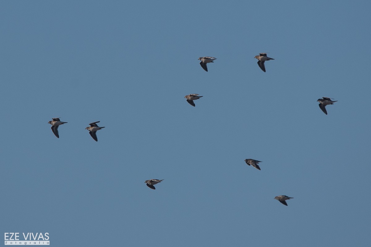 písečník nejmenší - ML639943872