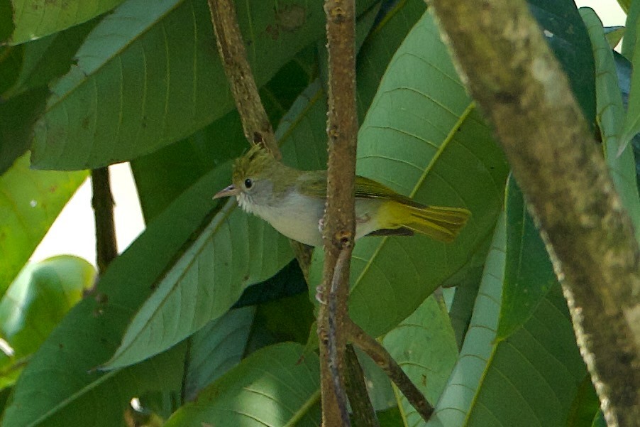 White-bellied Erpornis - ML639943903