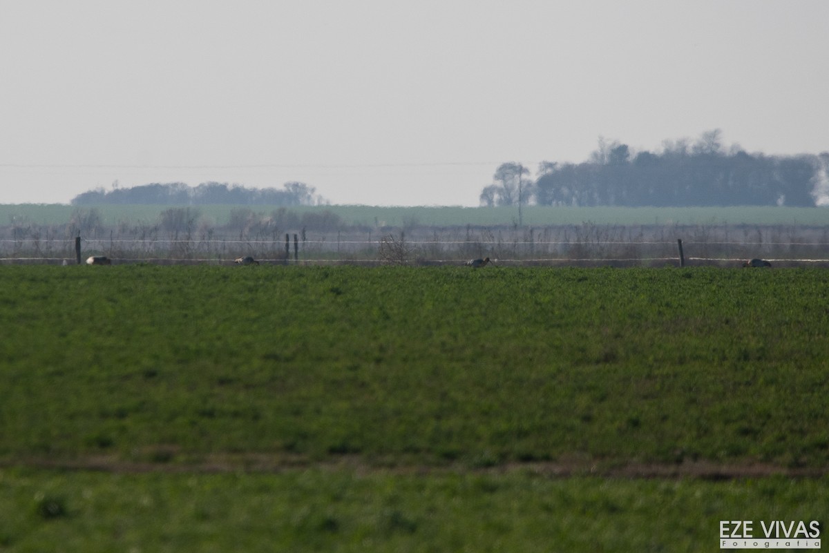 Black-faced Ibis - ML639943905