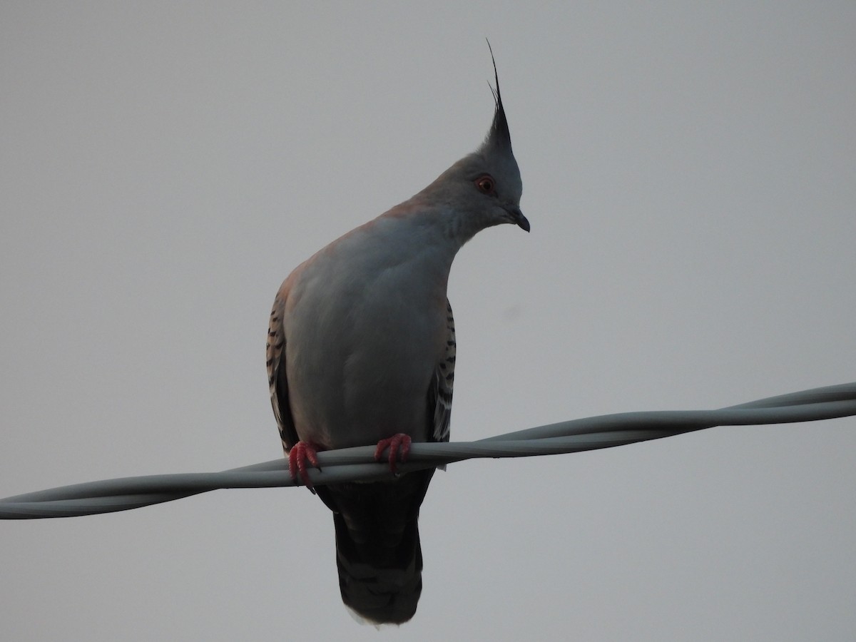 Crested Pigeon - ML639943919