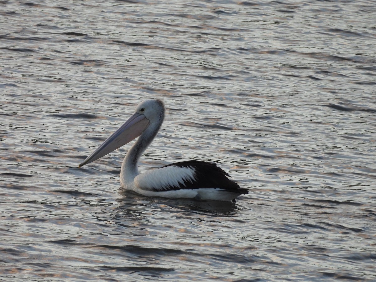 Australian Pelican - ML639943925