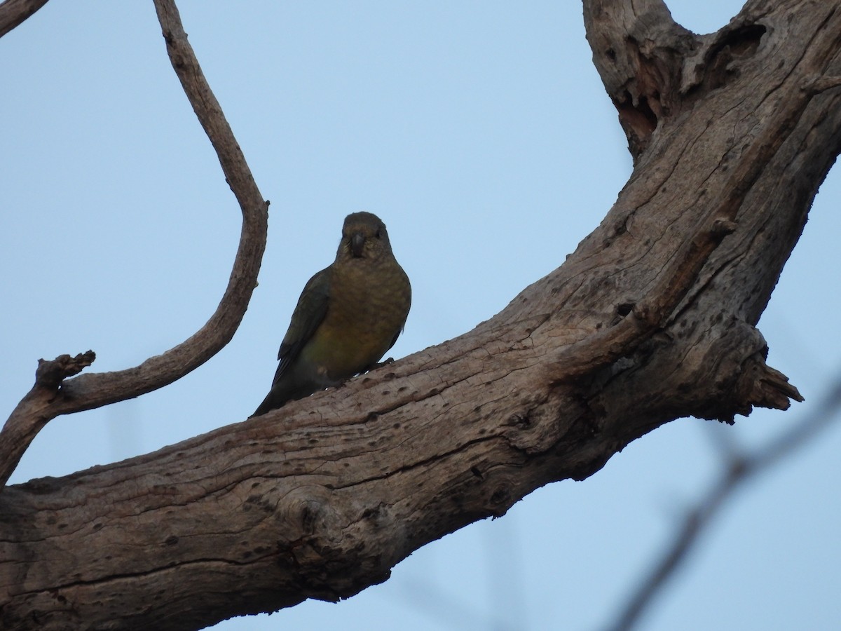 Red-rumped Parrot - ML639943928
