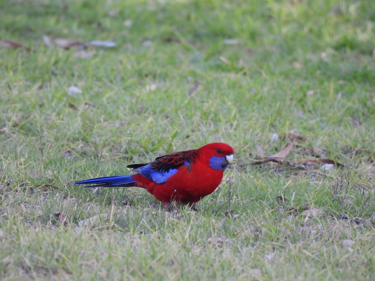 Crimson Rosella - ML639943929