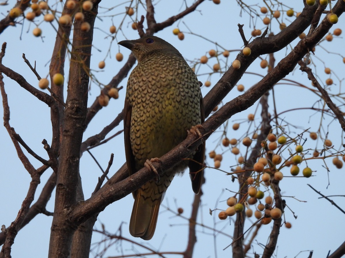 Satin Bowerbird - ML639943931