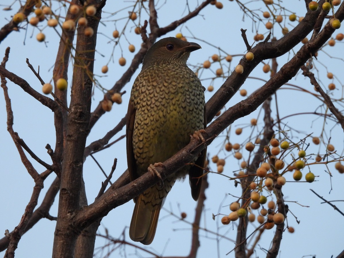 Satin Bowerbird - ML639943932