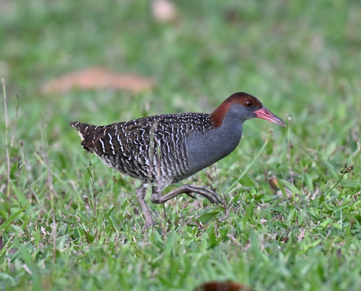 Slaty-breasted Rail - ML639943937