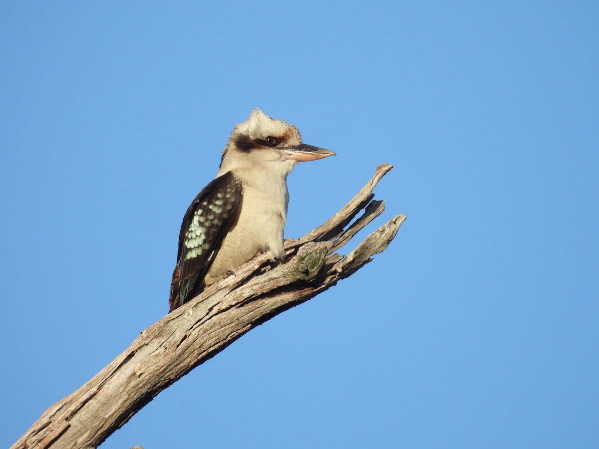 Laughing Kookaburra - ML639943989
