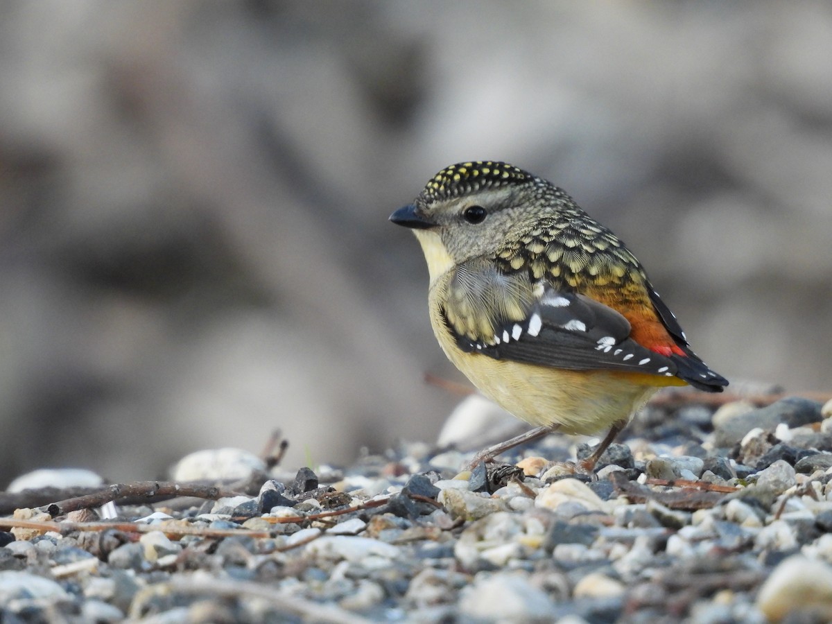 Spotted Pardalote - ML639943995