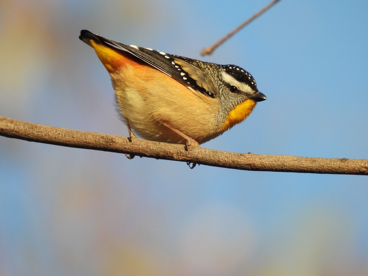 Spotted Pardalote - ML639943996