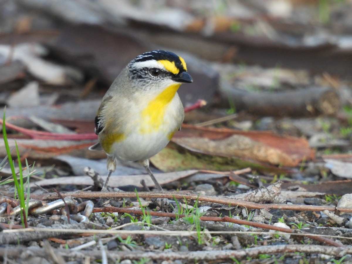 Striated Pardalote - ML639943997