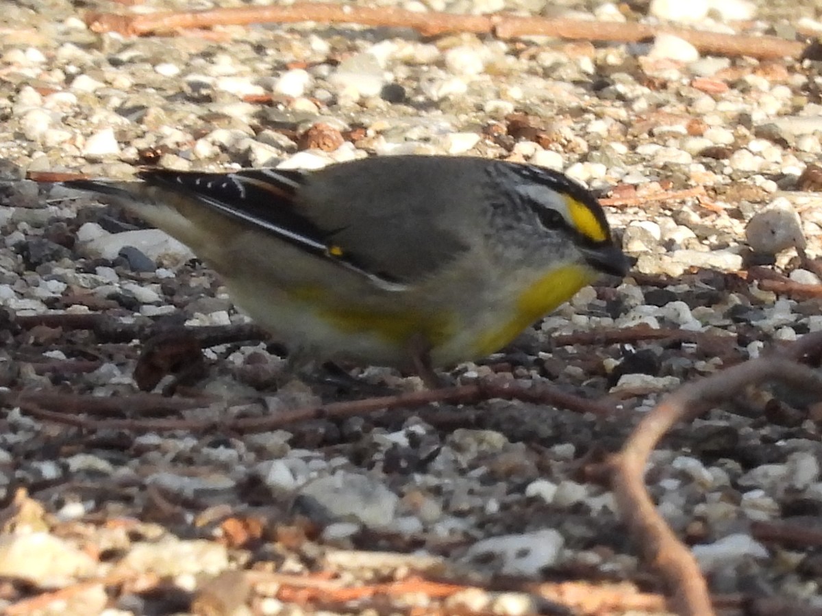 Striated Pardalote (Yellow-tipped) - ML639943998