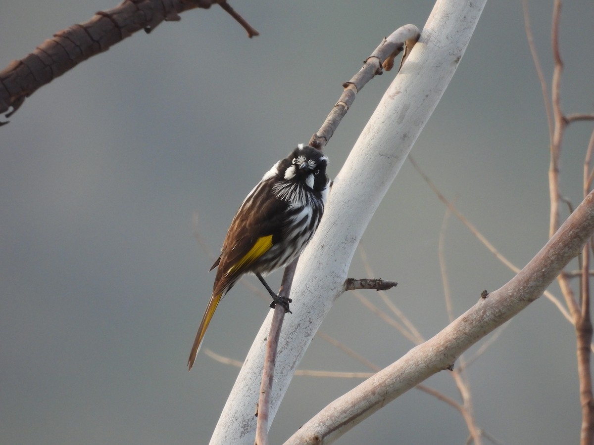 New Holland Honeyeater - ML639944001