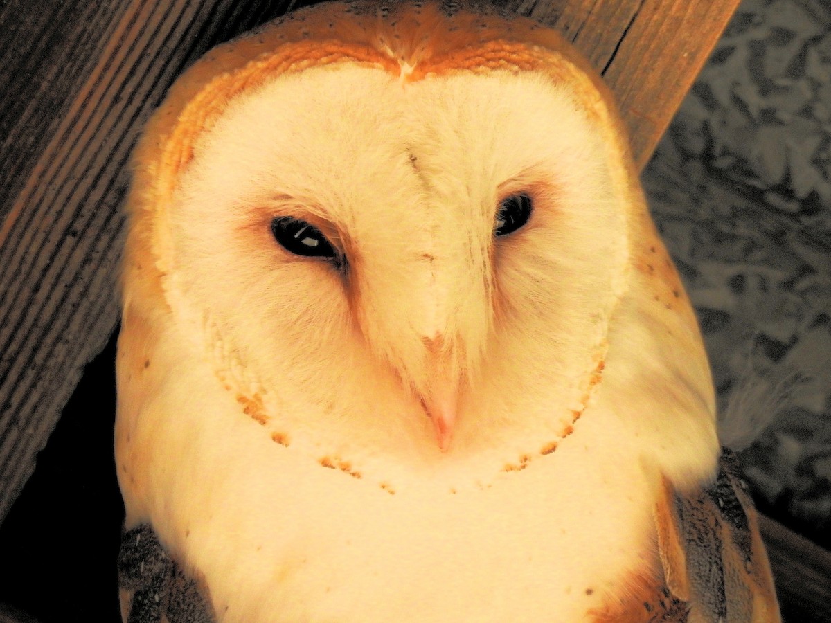Barn Owl - Patrick Collins