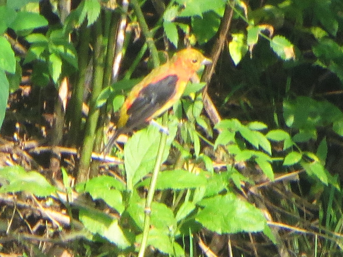 Piranga écarlate - ML639944018