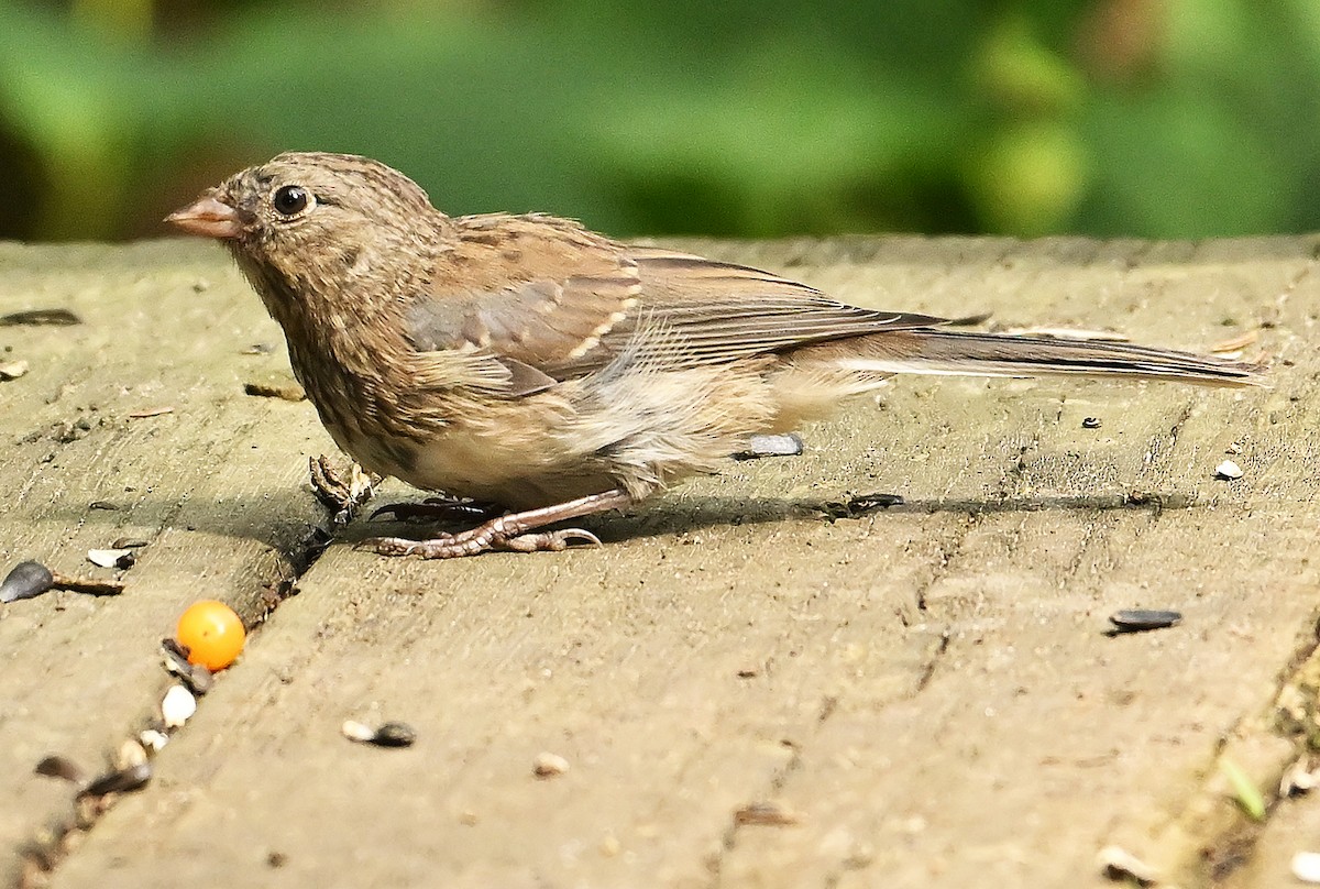 vinterjunko (cismontanus) - ML639944041